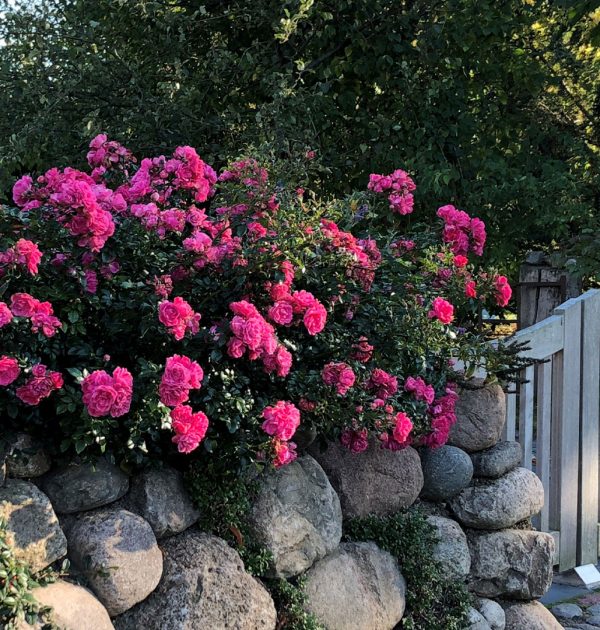 Backhus_Wichmannsdorf_Rosen