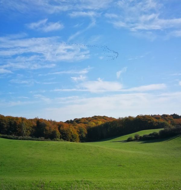 Wichmannsdorf_Kraniche