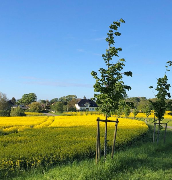 Wichmannsdorf_ostseeurlaub_Mecklenburg-Vorpommern-1